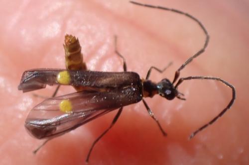 Réf. 318 009 : Malthodes marginatus